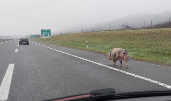 svinja autoput