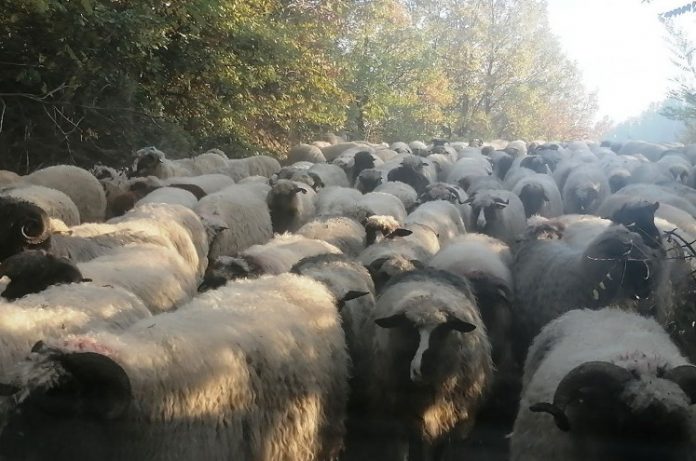 farma ovaca