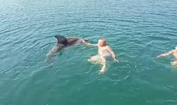 delfin